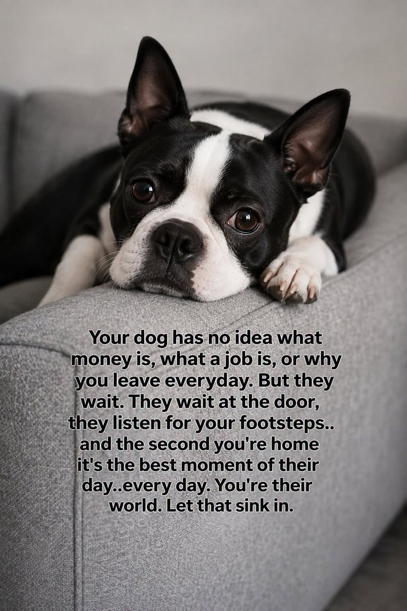 bterrierdogs's tweet photo. https://t.co/QyAfjzSnWC
