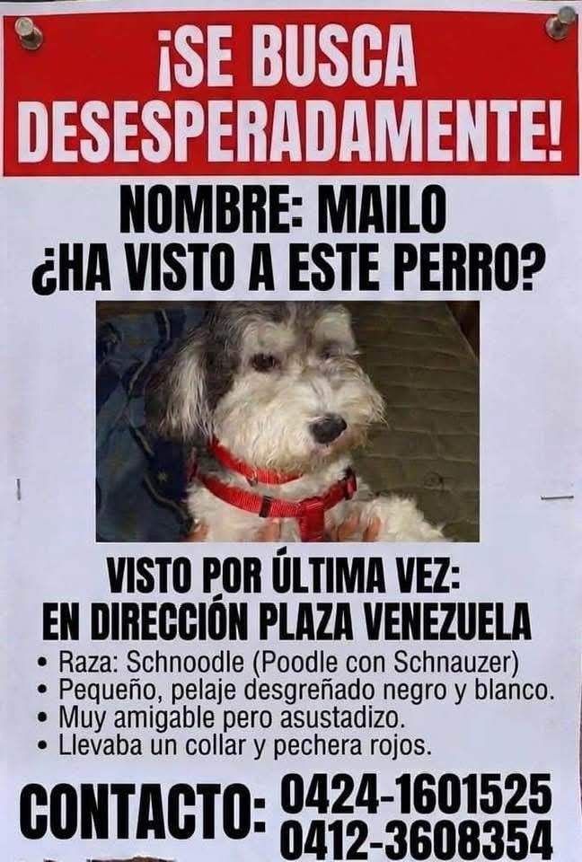 PerroUsuario's tweet photo. Se busca a Mailo en los alrededores de Plaza Venezuela Caracas https://t.co/QEdJe4jp3j
