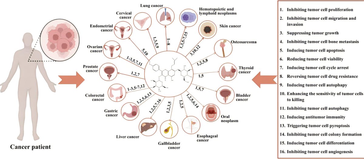 dolphin_order's tweet photo. Flavonoid lover here.

Icariin has muti targeted approaches regarding its anti tumour effects, one of those being it acting as a natural PDE5 inhibitor which rasies cGMP levels. https://t.co/15ksUW1KKH