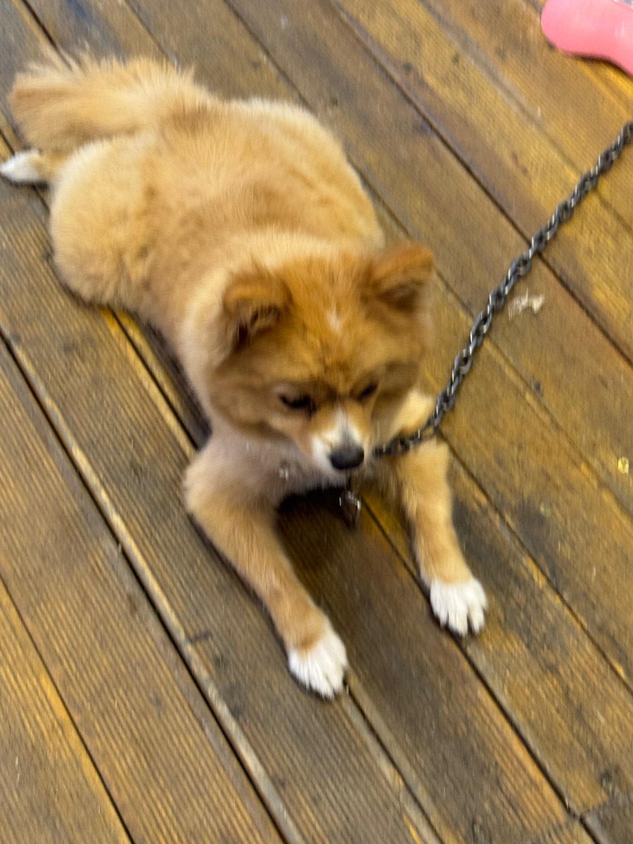 DiamondLeoToken's tweet photo. Full transparency and proof from today's mission! 🐾
Every single meal brings real impact to our stray friends. We will keep building and feeding regularly under the #RWI banner. Join the family! 🦁💎
#DLEO #RealWorldImpact #CryptoForGood https://t.co/sejnQz89zb