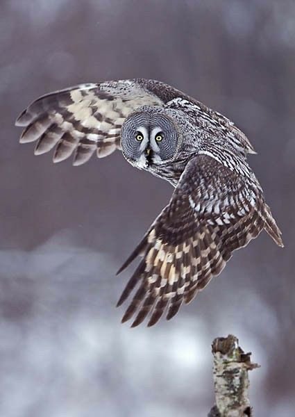 3Owl3Howl3's tweet photo. Today is International Owl Awareness Day. https://t.co/Bd1SAZCwjH