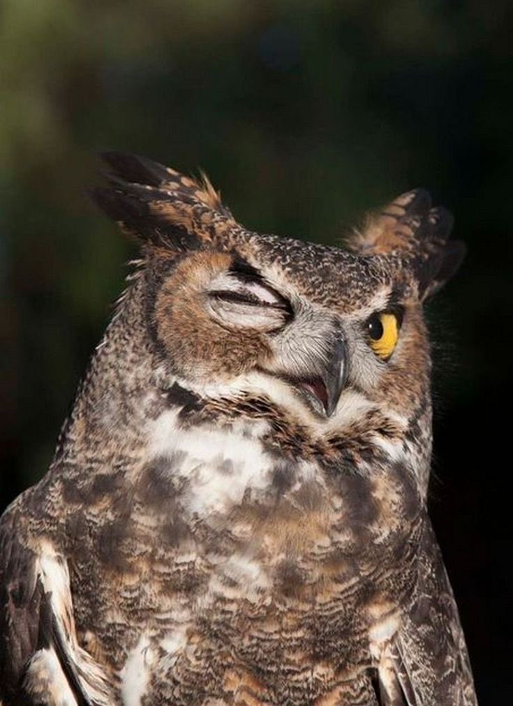 3Owl3Howl3's tweet photo. Today is International Owl Awareness Day. https://t.co/Bd1SAZCwjH