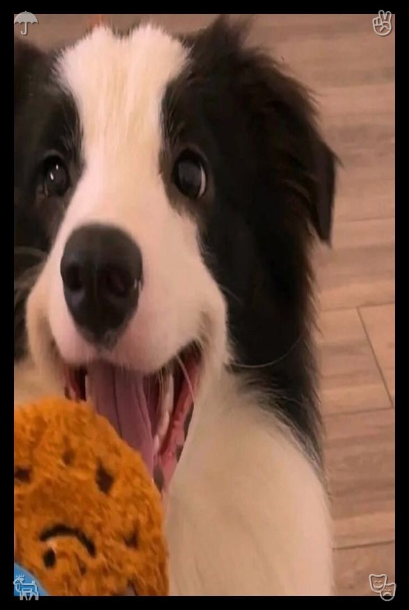 scrgari's tweet photo. A smile spreads happiness to all.585522“Hi,” he greeted with a grin. “You look fantastic. Did you actually make those treats for cats?” He gestured toward the little pouch she was holding, his gaze sparkling with playful curiosity. https://t.co/rWlh8GtbxG