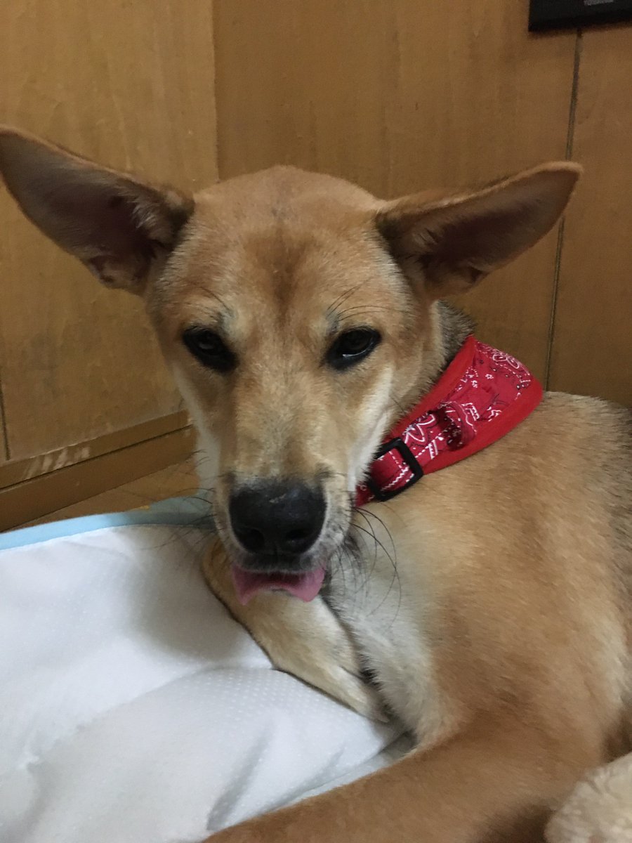 CraneAnge's tweet photo. #おはようございます
#犬 #ペット #子犬 #愛犬 #犬との暮らし #犬好きさんと繋がりたい

今日も職場の看板犬🐶
から皆様におはﾜﾝ🐾 https://t.co/04NI6Vld0r