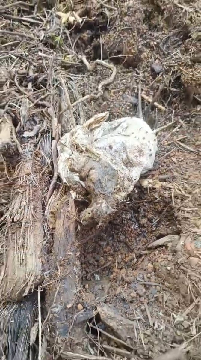 SinuPSabu's tweet photo. It has come to light that the goons hired by the panchayat in #Palakkad district, brutally killed dogs—even by entering homes—using wire snares. Kerala is going through a shameful phase. A moment when I felt ashamed to have been born in Kerala! @indSupremeCourt @narendramodi https://t.co/UTmjgTww46