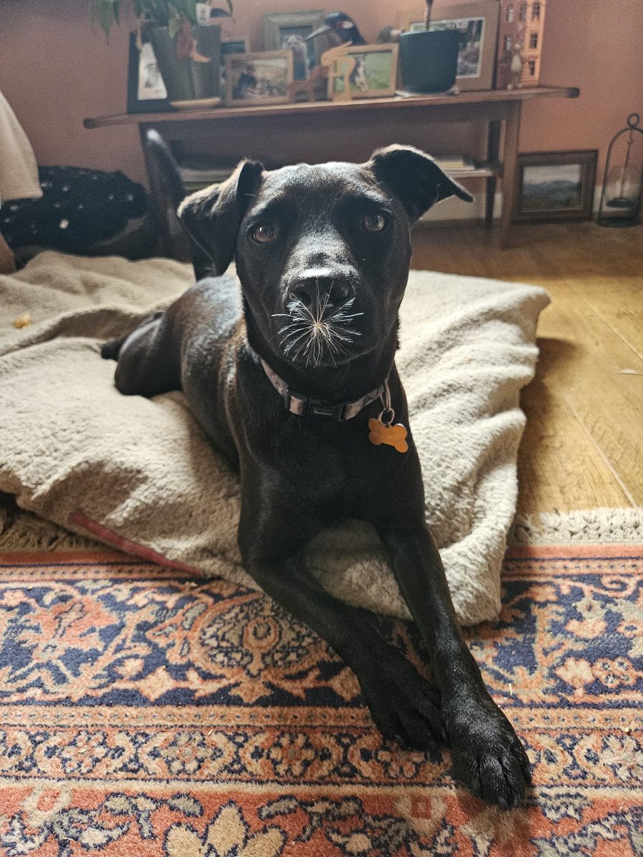 LawnMasterNotts's tweet photo. This weeks #pupdate comes to you courtesy of Mrs Lawns
I think this one will make a great caption contest #sbswinnershour https://t.co/1bXTmrmOVj