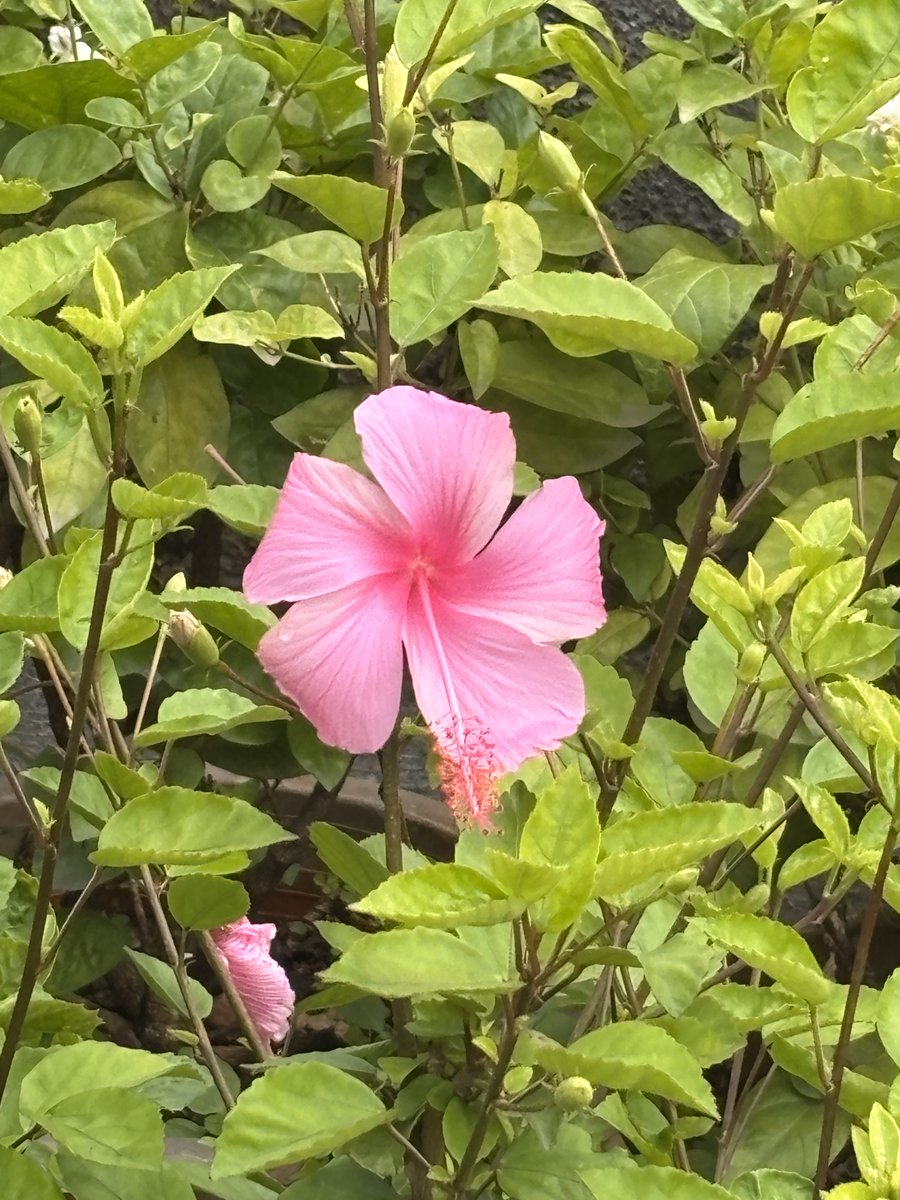 Anaogha's tweet photo. When your flower game is so strong it gives the whole garden refreshing vibes…
meanwhile I’m still waiting for my morning chai to hit 😌🌸
#FreshAF #HibiscusMood https://t.co/vA80ZXX5kk