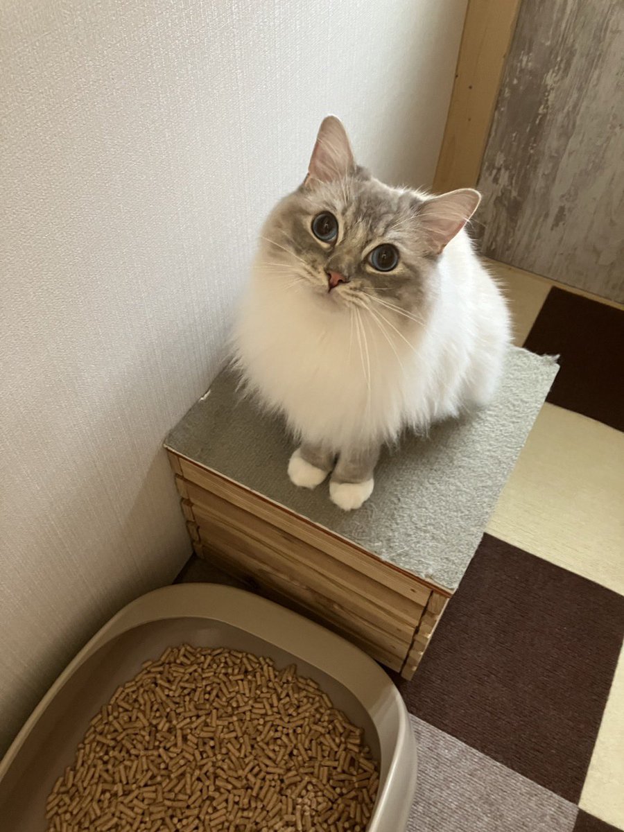 nyarichi's tweet photo. ペットホテルにおとまりをした猫

 #ラグドール
 #猫のいる暮らし
 #猫好きさんと繋がりたい https://t.co/ygGQoa0cfn