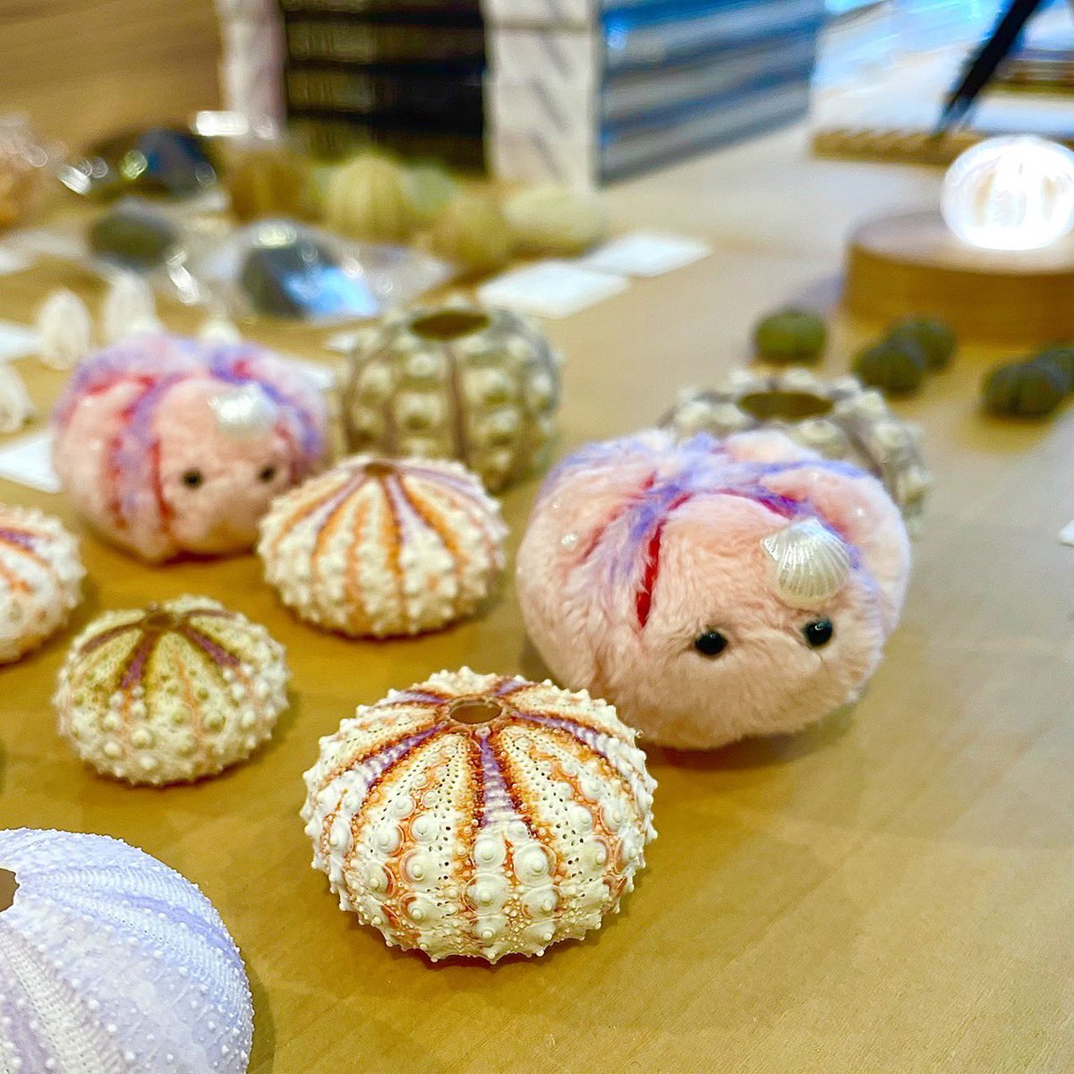 usaginonedoko_t's tweet photo. 【海の日ウニの日販売商品】ウサギノネドコ東京店では、なのはなぱんだ（ @odekakepanda7 ）の作品を販売しています。ご紹介するのは、「おしゃれなベンテンウニちゃん」。貝殻を飾ったおすまし顔は、「少しおしゃれをしてみたの」と話しかけてくるような愛らしさがあります。 https://t.co/GEICL4AiD0
