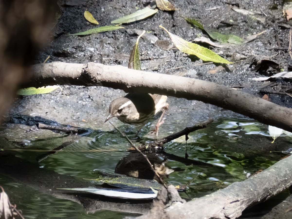 RichieVitale's tweet photo. Lots of action on the west side of the Pool with the American Redstart (female), a Black-and-white Warbler and a skulking Louisiana Waterthrush 💚
#birdcpp #birding #birdwatching #CentralParkNYC https://t.co/xm633AOkOi