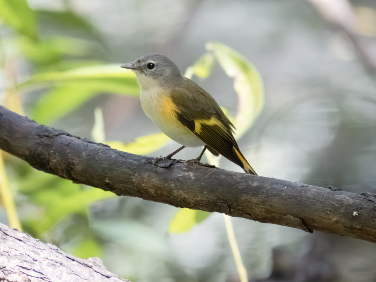 RichieVitale's tweet photo. Lots of action on the west side of the Pool with the American Redstart (female), a Black-and-white Warbler and a skulking Louisiana Waterthrush 💚
#birdcpp #birding #birdwatching #CentralParkNYC https://t.co/xm633AOkOi
