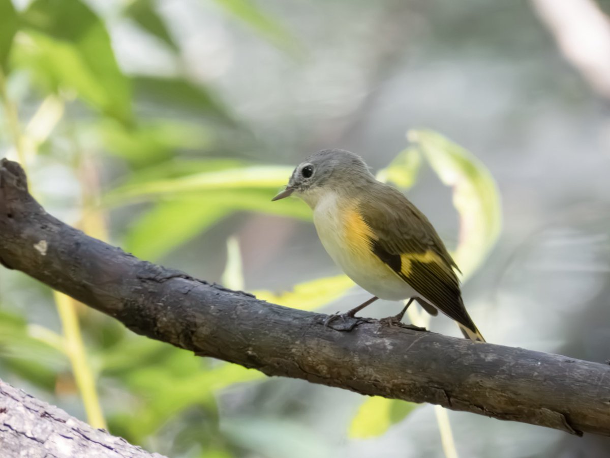RichieVitale's tweet photo. Lots of action on the west side of the Pool with the American Redstart (female), a Black-and-white Warbler and a skulking Louisiana Waterthrush 💚
#birdcpp #birding #birdwatching #CentralParkNYC https://t.co/xm633AOkOi