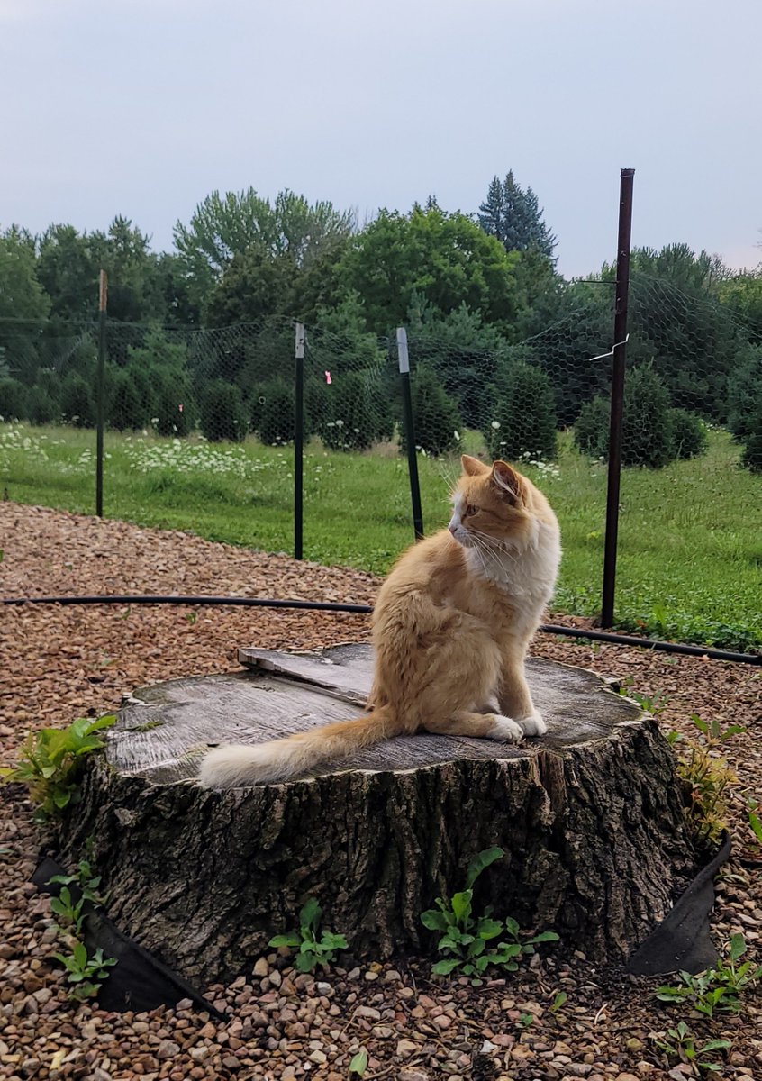 BrokebackBeavis's tweet photo. This is my work cat, ginger, she caught a mouse in front of me when my boss was trying to tell me something. https://t.co/Yqsf3tJybu