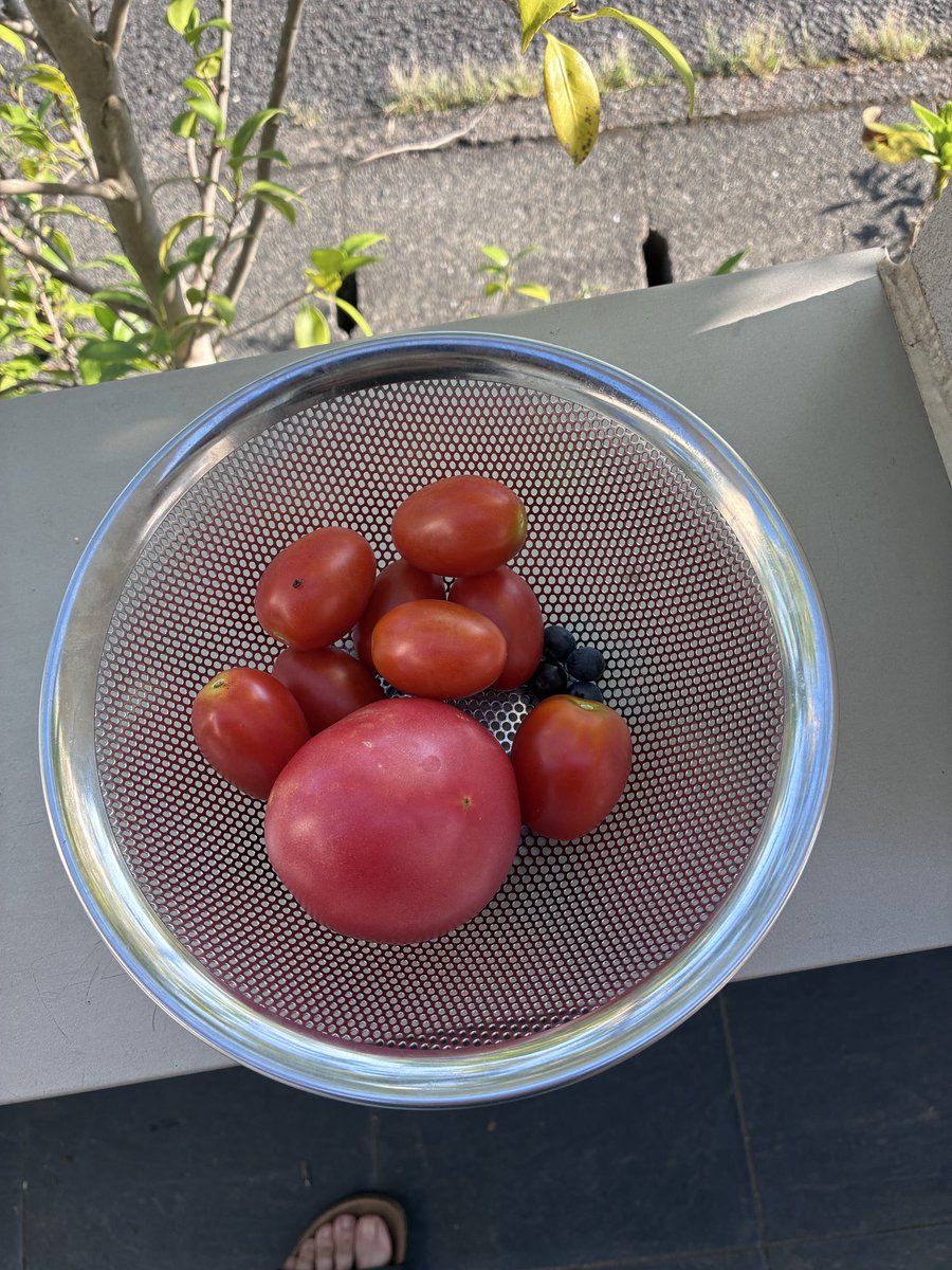 napokon's tweet photo. コンポストの土から生えてきたトマトに実がなった。まあまあ美味しい。買った苗からできたミニトマトの方が美味しかったけど https://t.co/De1rU6R5Ee