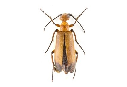 Zootaxa's tweet photo. Contribution to the knowledge of the genus #Sybaris Stephens, 1832, with a checklist of species, new faunistic records and taxonomic remarks (#Coleoptera: #Meloidae)
#taxonomy
https://t.co/XminNc2W8N https://t.co/46u3OrS10B