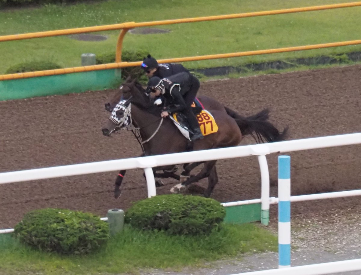 blackfrog1221's tweet photo. 【きょうのヴァロアーク】

3051ヴァロアーク

けさも朝一番で馬場へ
ウッドコースで意欲的な併せ馬をこなしました！
（内でほとんど見えずにすいません💦） https://t.co/nD899ZhtrW