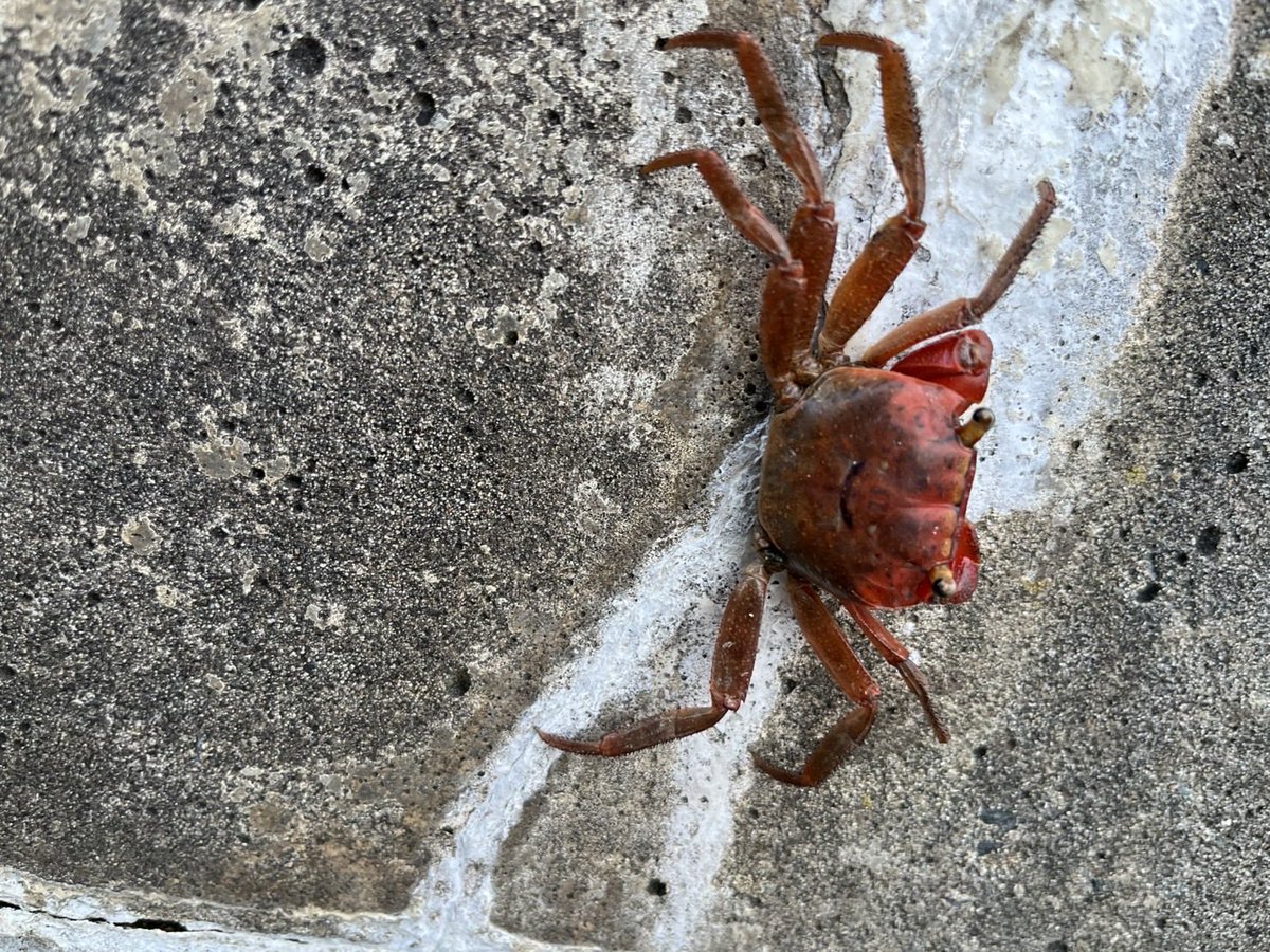 N84567's tweet photo. 昨日海で見つけたサワガニの素揚げちゃん🦀 https://t.co/SaKmDeNHT7