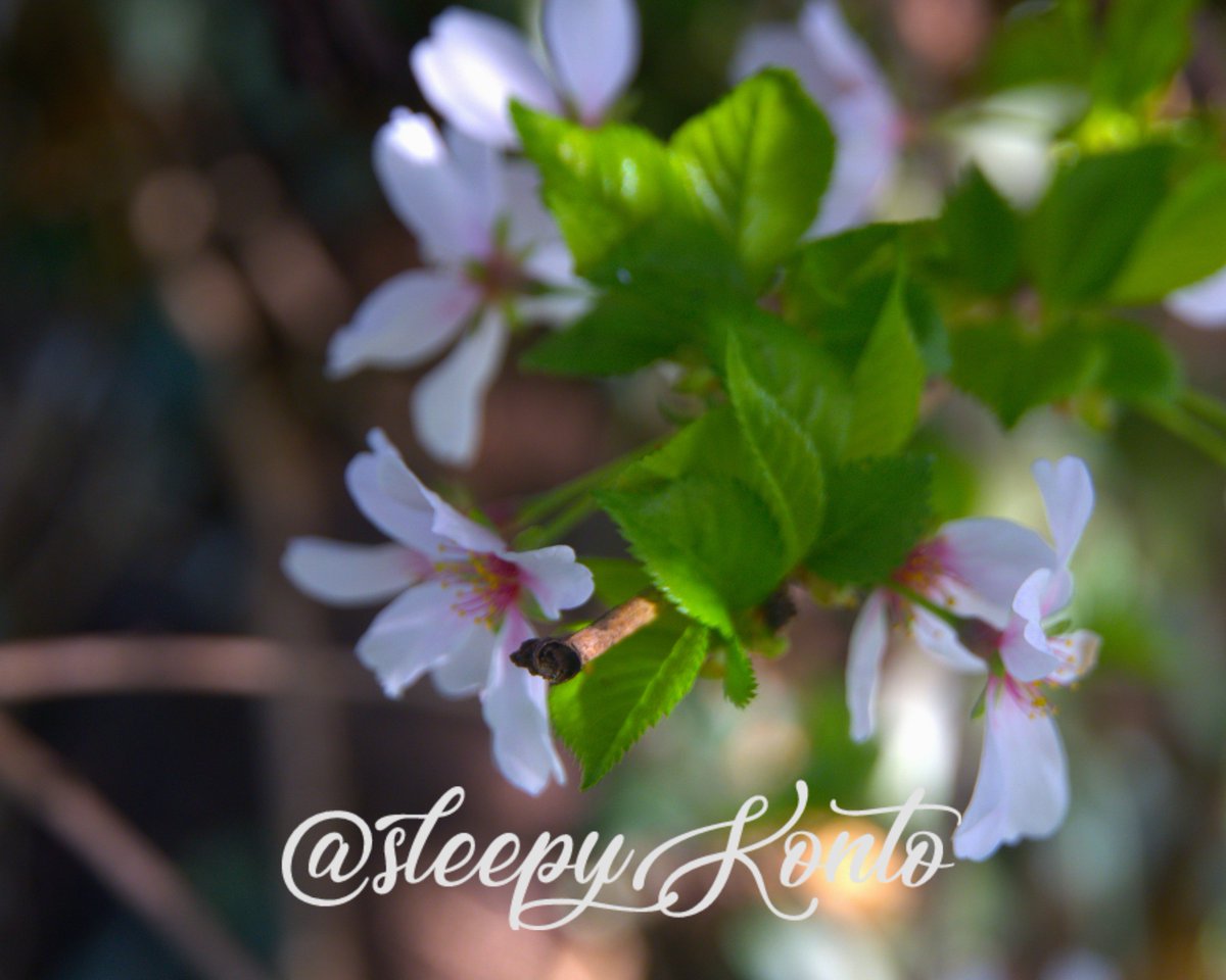 sleepyKonto's tweet photo. 📸 "Cinnamon Leaf" (Week 9/100)
Life drifts into green,
each leaf lightly rehearsing its role.
Blossoms breathe "how beauty
divides, then multiplies".
Growth is never still
only hovering between breaths.
#photography #poem #poetrylovers #100weekchallenge #photochallenge #poetry https://t.co/uZGzlUZKG3