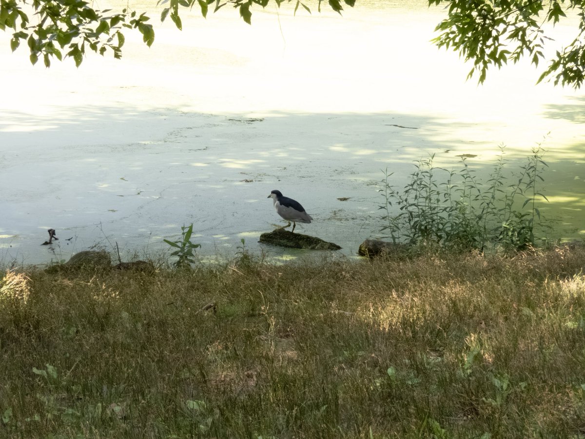 RichieVitale's tweet photo. Tried to get a selfie, but the Black-crowned Night Heron took off quite suddenly!
#birdcpp #birding #birdwatching #CentralParkNYC https://t.co/eE0lzRZB9R