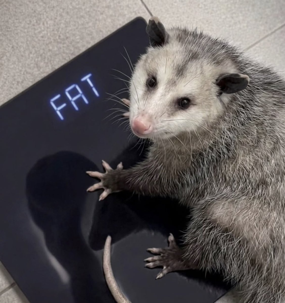 VirginiaOPossum's tweet photo. the numbers don’t lie 😭 https://t.co/ky0bwd3BCV