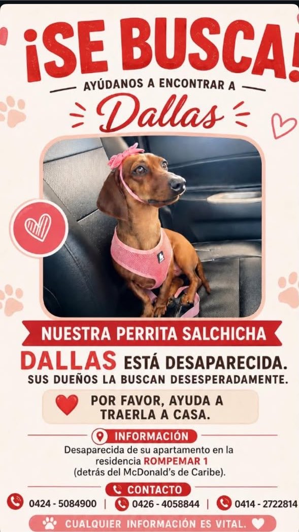 AlexaGomezDos's tweet photo. Dallas es una perrita salchicha y está extraviada desde el 24 de junio día del terremoto. Vivía en la residencias Rompemar 1 en Caribe detrás del McDonald’s . Su familia la sigue buscando incansablemente. Como distintivo, tiene un lunar de sangre en una de sus orejitas. Por favor apoyemos difundiendo y saber si está viva y alguien la tiene. Gracias 🐾💕