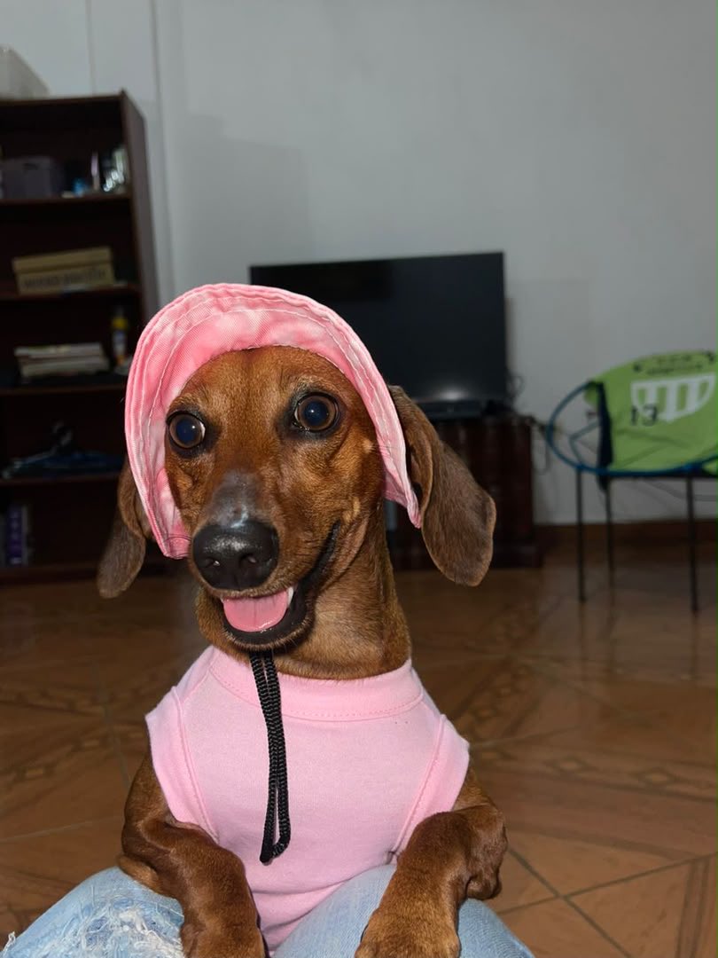 AlexaGomezDos's tweet photo. Dallas es una perrita salchicha y está extraviada desde el 24 de junio día del terremoto. Vivía en la residencias Rompemar 1 en Caribe detrás del McDonald’s . Su familia la sigue buscando incansablemente. Como distintivo, tiene un lunar de sangre en una de sus orejitas. Por favor apoyemos difundiendo y saber si está viva y alguien la tiene. Gracias 🐾💕