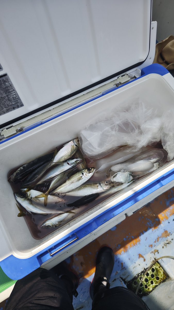 baxi5791's tweet photo. 釣行日:2026年8月2日
最近投稿サボってました🤣
金谷の光進丸さんでカマス・LTアジリレー楽しんできました🎣
朝の1時間はカマスを狙い10匹確保👍
その後のLTアジは26匹確保出来ました😊
釣れたアジは全て黄金アジ🐟️
また行きたくなる釣りですね🤩 https://t.co/ehpAGEeRnm