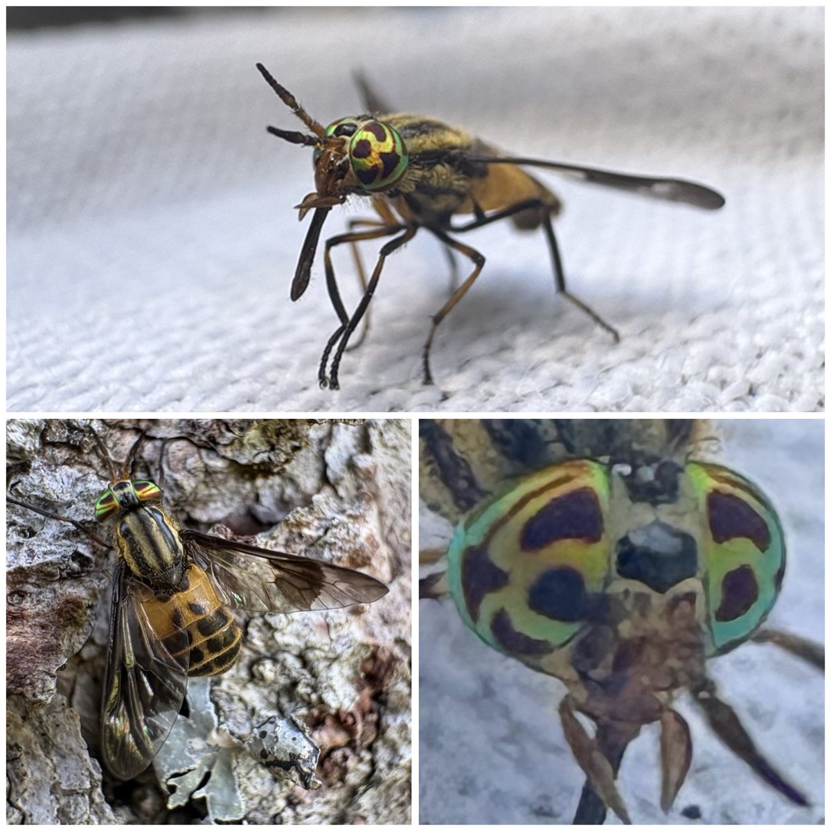 BichoDatos's tweet photo. Hoy tuve un encuentro cercano con #Chrysops geminatus, una mosca tábano. Me sorprendieron sus ojos, intensamente brillantes y manchados. Estuvo un buen rato tratando de picarme… pero al final terminé reclutandola para una sesión de fotos. 📸: @piskomantis. https://t.co/V9s04wXUIT