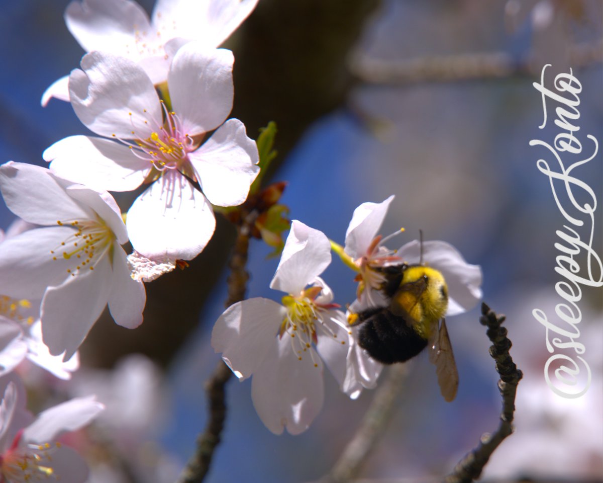 sleepyKonto's tweet photo. 📸 "Buzzie B" (Week 8/100)
A hum drifts through the quiet bloom,
soft wings brushing the air with gold.
Spring remembers every buzz.
How brief, a thought returns
to what once bloomed
and fades again…
#photography #poem #poetrylovers #100weekchallenge #photochallenge #poetry https://t.co/7sY5Ujc8lm