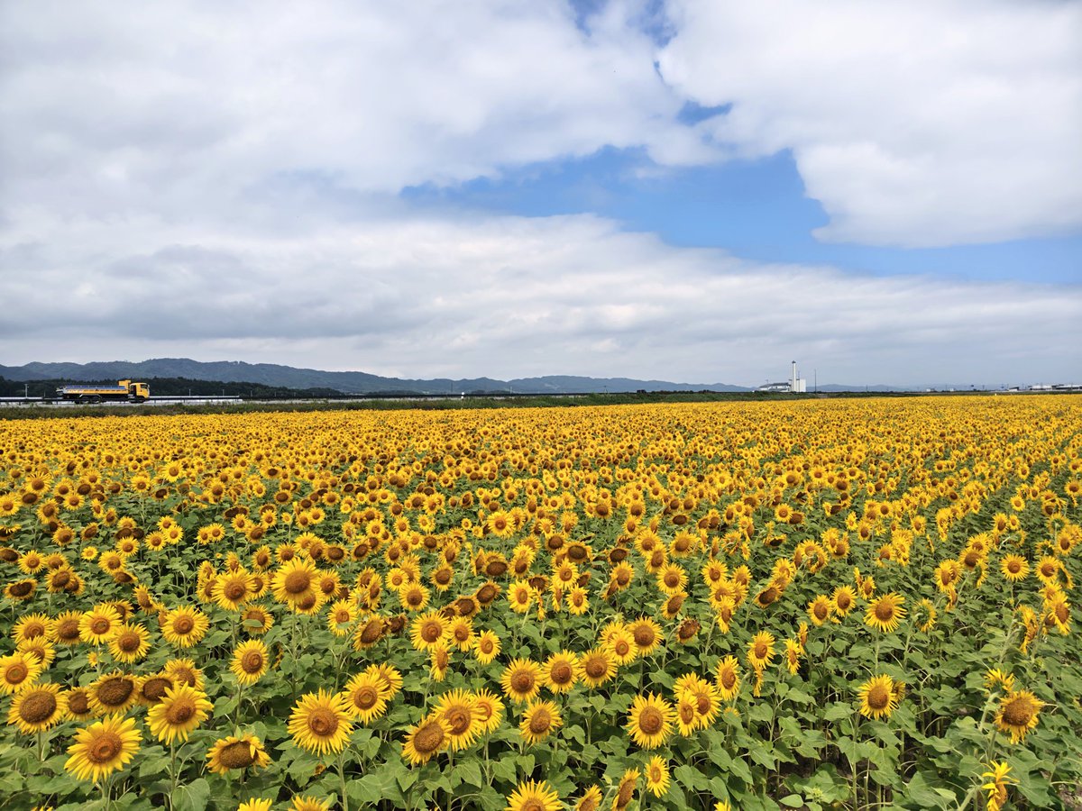 STEEL_MALE's tweet photo. 宮城県 山元町の向日葵！
曇り空なのが残念だが
丁度、満開ですよ！！ https://t.co/UlPF3vBfwy