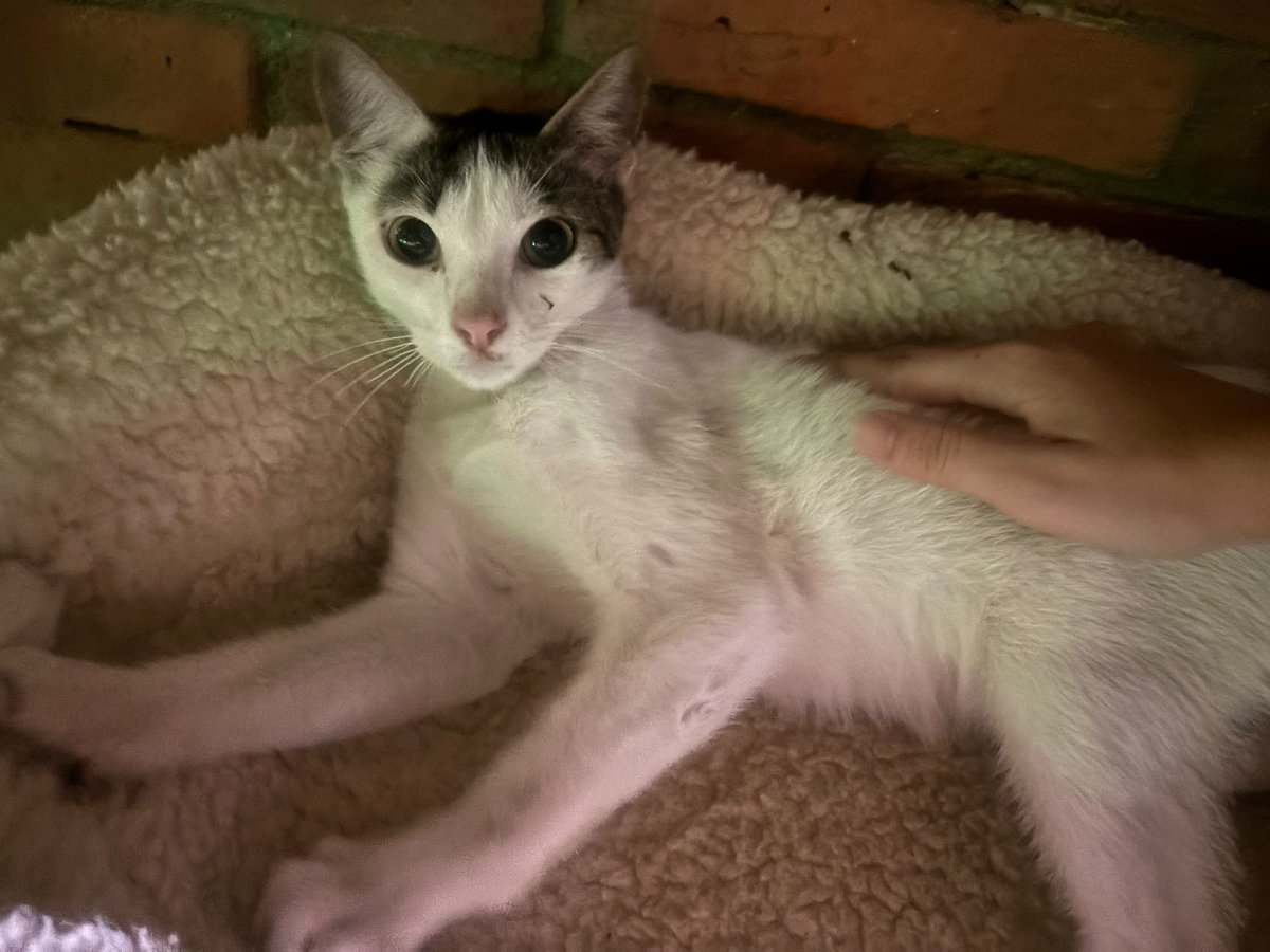 CleverSafo's tweet photo. Apareció este gato en Santa Inés Baruta.
Muy cariñoso, creemos que está abandonado o perdido. Tiene unos 6-7 meses aprox.

Caracas 🚩 https://t.co/SQBkwftLtG