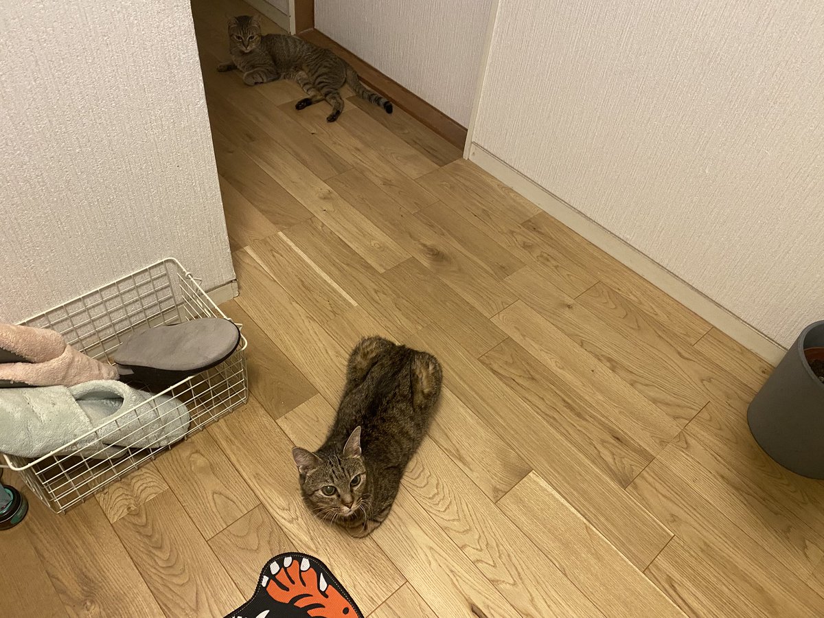 xGrassx's tweet photo. 外出から帰ってきたらお出迎え https://t.co/O3iA2wL7US