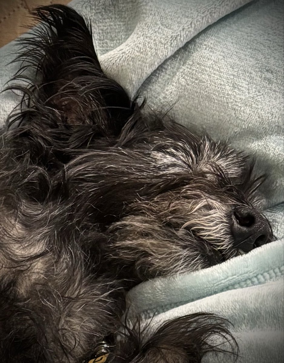 critic2000's tweet photo. Baxter seems pretty comfy. ☺️ https://t.co/rfnr7FNOj0