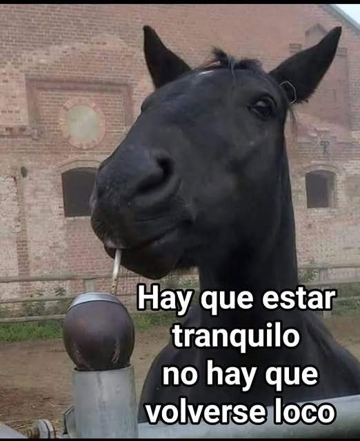 chiquimafia__'s tweet photo. yo despues de un pico de estres https://t.co/R2bsEbQtDy