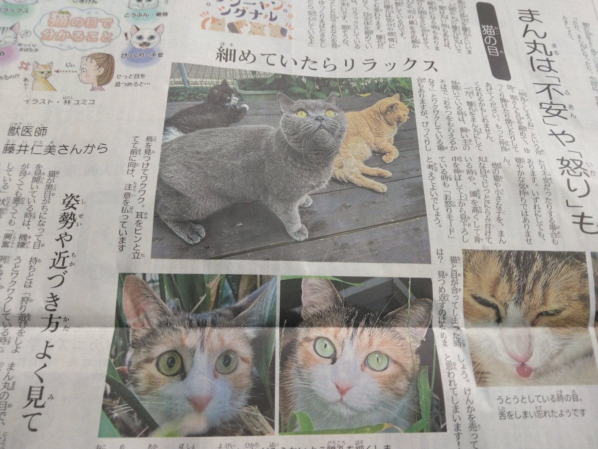 fujitoko2000's tweet photo. 新聞に出てた…最近、隔週で猫の特集やってる。驚き、発見があります。全然気にしていなかった事沢山あり!!今度仲間の所の猫😺を良くみてみよう!!　#猫　#猫特集 https://t.co/tusstk8hUQ