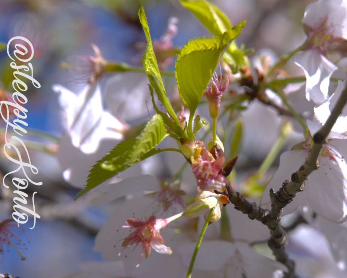 sleepyKonto's tweet photo. ๐ธ "Petal Fall" (Week 10/100)
Petals drift like memories,
each one a soft goodbye to spring.
New leaves rise, green declarations
that change is the only constant thing.
The branch remembers both.
#photography #poem #poetrylovers #100weekchallenge #photochallenge #poetry https://t.co/ZTMaaxKUkE