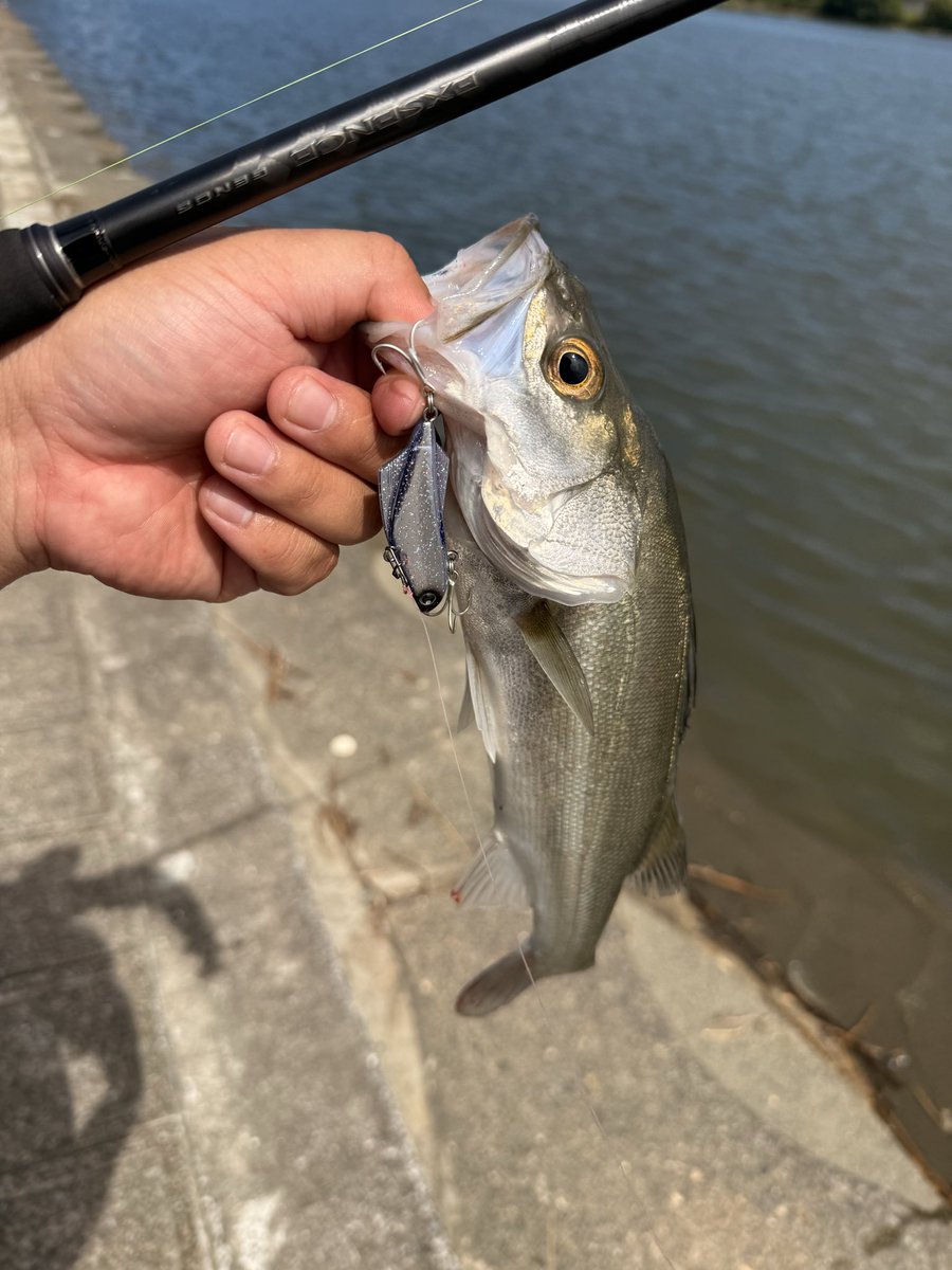 kudo_lt's tweet photo. 出勤前1時間釣行にて2ヒット1キャッチ。

いいリフレッシュになりやした🫡

そしてやっぱりキックビート強いわ…

#LONGIN #KICKBEAT https://t.co/Wv2fjm1s1p