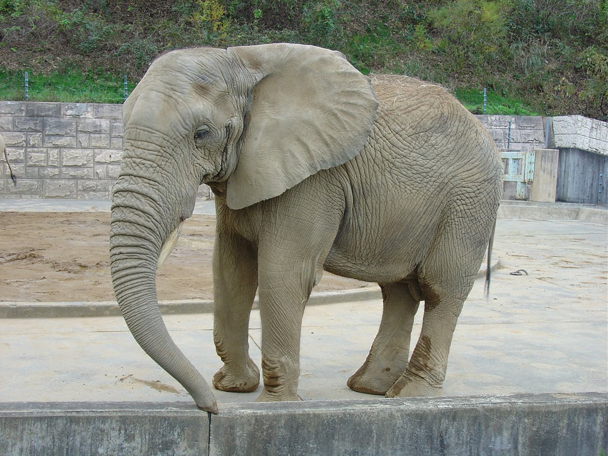 omoriyama_zoo's tweet photo. 【 #世界ゾウの日 まであと7日🐘】
11日(水)まで花子の様子やエピソードを写真や動画でお届け! 1990年9月に大森山にやって来た花子はまだ小さく、現在のラクダ舎で過ごしていました。
以来36年。多くの方に愛され、大きく成長した花子は、今日も好物の枝葉を元気に食べています! #ある日の花子 https://t.co/966cCt3mVH