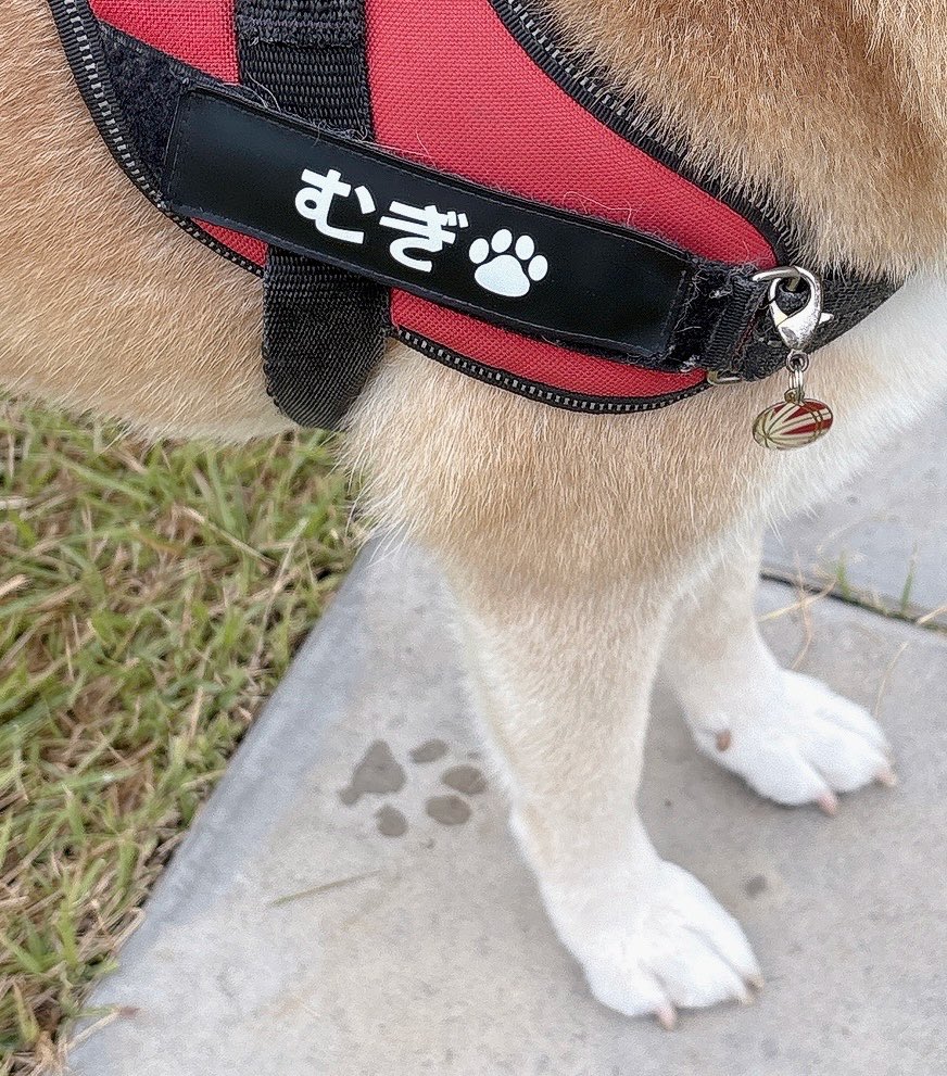 shiba_inu_mugi's tweet photo. 可愛い肉球スタンプを披露する柴
#柴犬 https://t.co/ZRCCnmFGsJ
