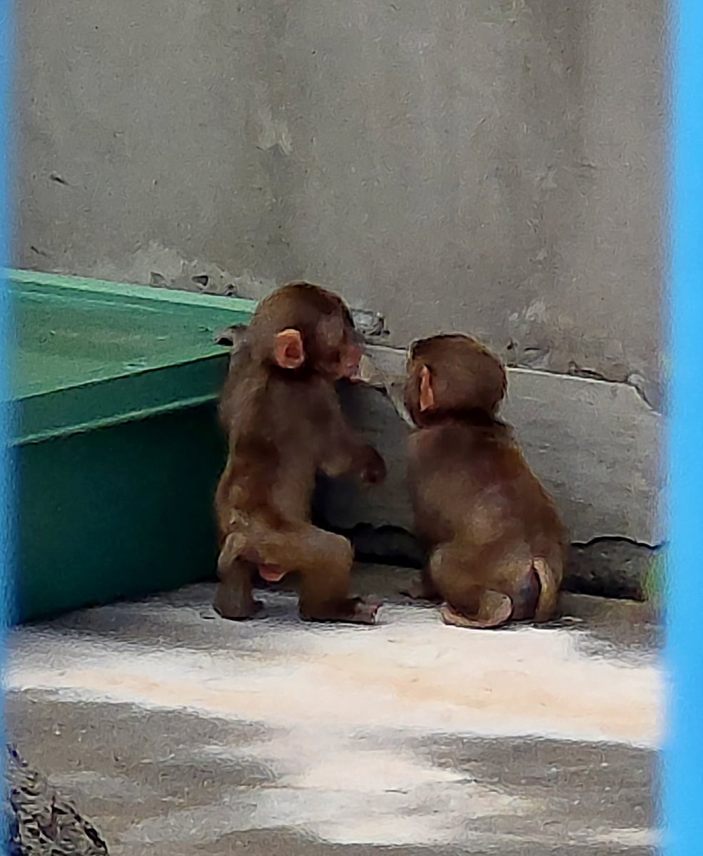 4m9RumLBmjpqCvx's tweet photo. どんなお話をしているのかな?
#市川市動植物園
#ニホンザル
#がんばれベビーちゃん
  2026.08.04. https://t.co/UpIa88LRr1