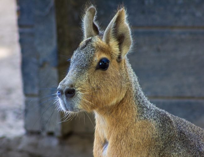artbytamie's tweet photo. El aguará guazú es uno de mis animales nacionales favoritos, otro es la MARA PATAGÓNICA no entiendo cómo no es tan amado como el carpincho https://t.co/pvAKCeCPkS