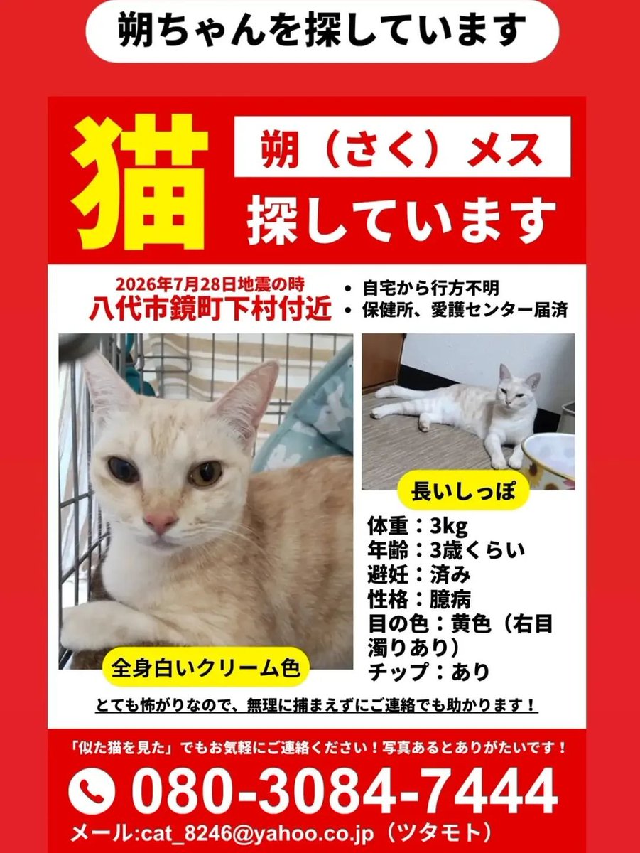 natu_kuu's tweet photo. お友達の家の大切な猫ちゃんが熊本地震時に外に出てしまい、まだ見付かりません😭
どんな些細な情報でも構わないのでご連絡下さい🙇‍♀️

🔸️怖がりさんなので見付けた方は決して追わずにご連絡下さい。
宜しくお願いいたします。

#熊本地震 #八代市 #迷子猫 #探してます
#さくちゃん #メス https://t.co/mOIyombrrX