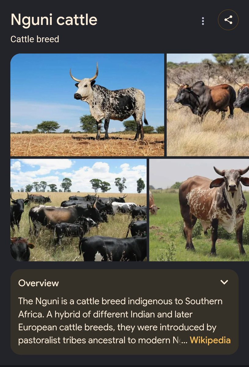 Sello_Libram's tweet photo. Hey @grok are these Nigerian🇳🇬 cattle? https://t.co/dbOd6SkRL0