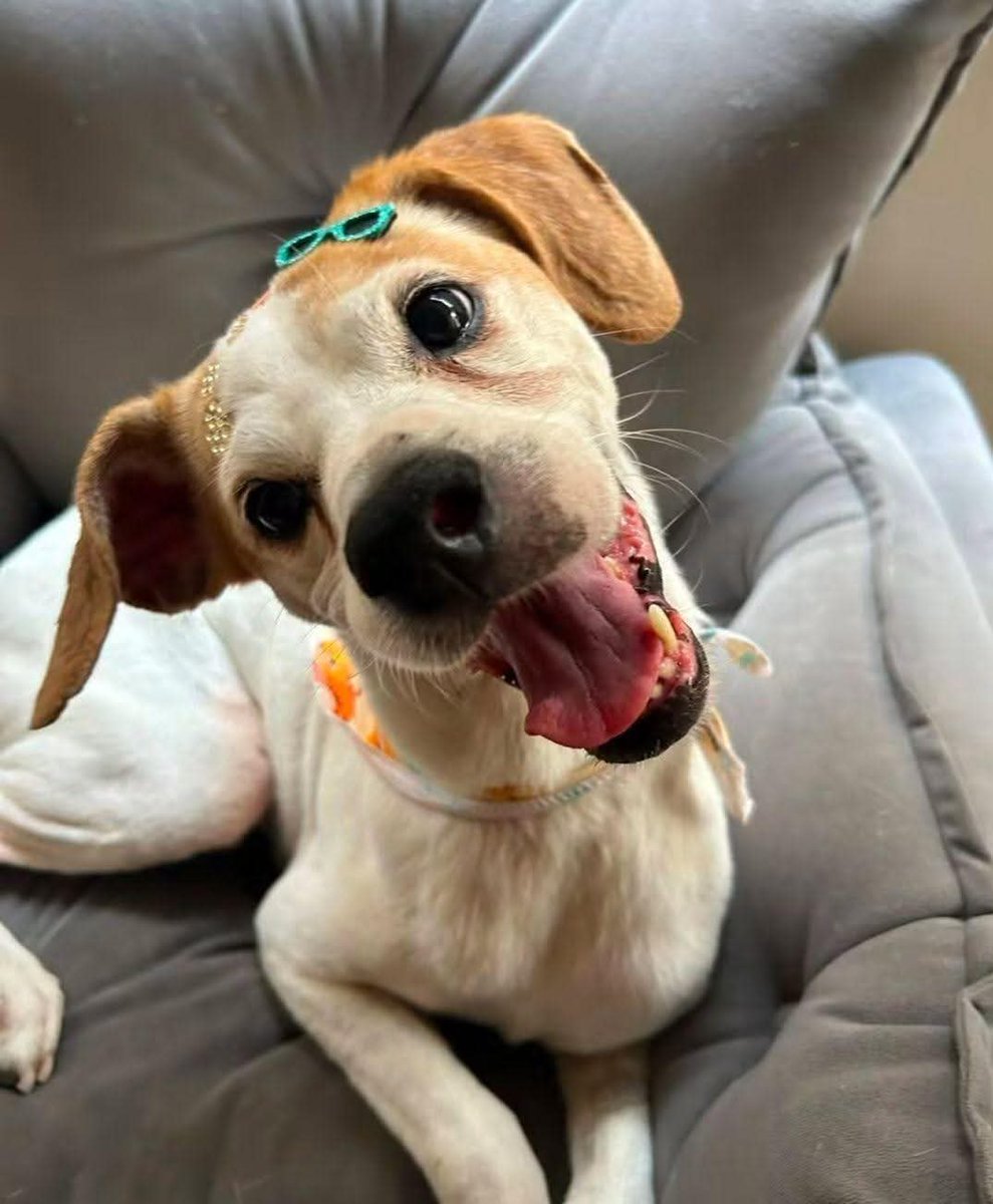 rodolf_guajardo's tweet photo. HOLA SOY CHICHO! ME ACABAN DE ADOPTAR Y YA ME TRAJERON A LA NUEVA CASA! ESTOY FELIZ! Cuánto me dan del 1 al 10?
Seguime para más: @rodolf_guajardo https://t.co/4cA45srtIu