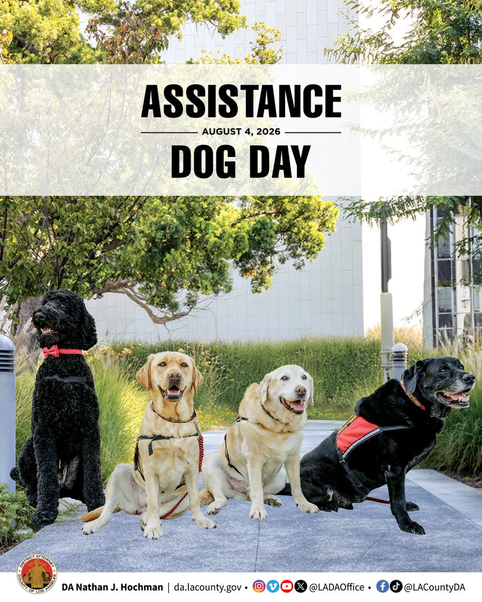 LADAOffice's tweet photo. We thank our facility dogs and their handlers for showing up for those who are going through the unimaginable. To every facility and assistance dog, thank you for your service! ❤️
#LADAOffice #DAHochman #assistancedogs #facilitydog #victimservices https://t.co/aTWMoP9Tv2