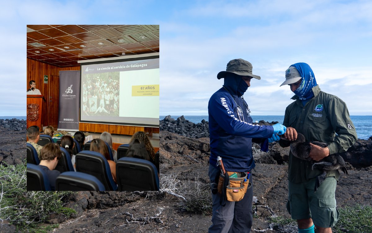 DarwinFound's tweet photo. #Blog | Transparency strengthens conservation. 🌿🔬 Our 2025 Accountability Event highlighted how science supports conservation and local communities. 🌊📖 Read our blog here: https://t.co/Iir744LeO6
#Galapagos #Transparency https://t.co/IjT4euLwE9