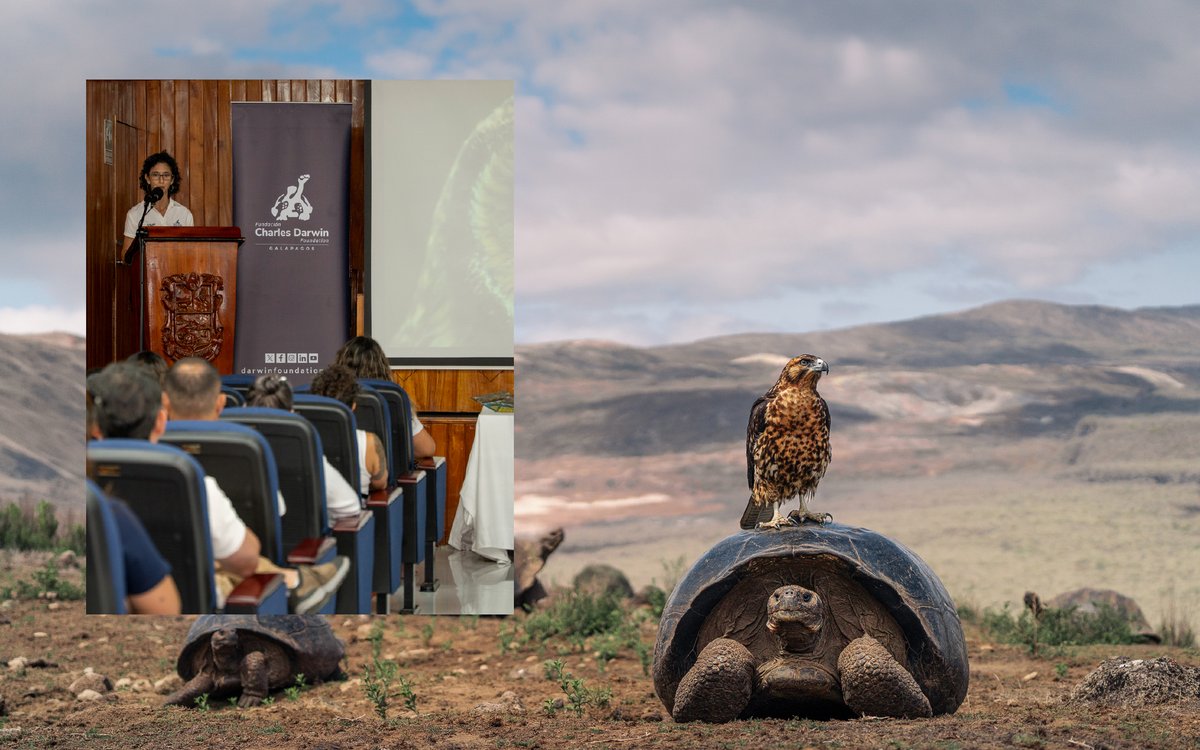 DarwinFound's tweet photo. #Blog | Transparency strengthens conservation. 🌿🔬 Our 2025 Accountability Event highlighted how science supports conservation and local communities. 🌊📖 Read our blog here: https://t.co/Iir744LeO6
#Galapagos #Transparency https://t.co/IjT4euLwE9