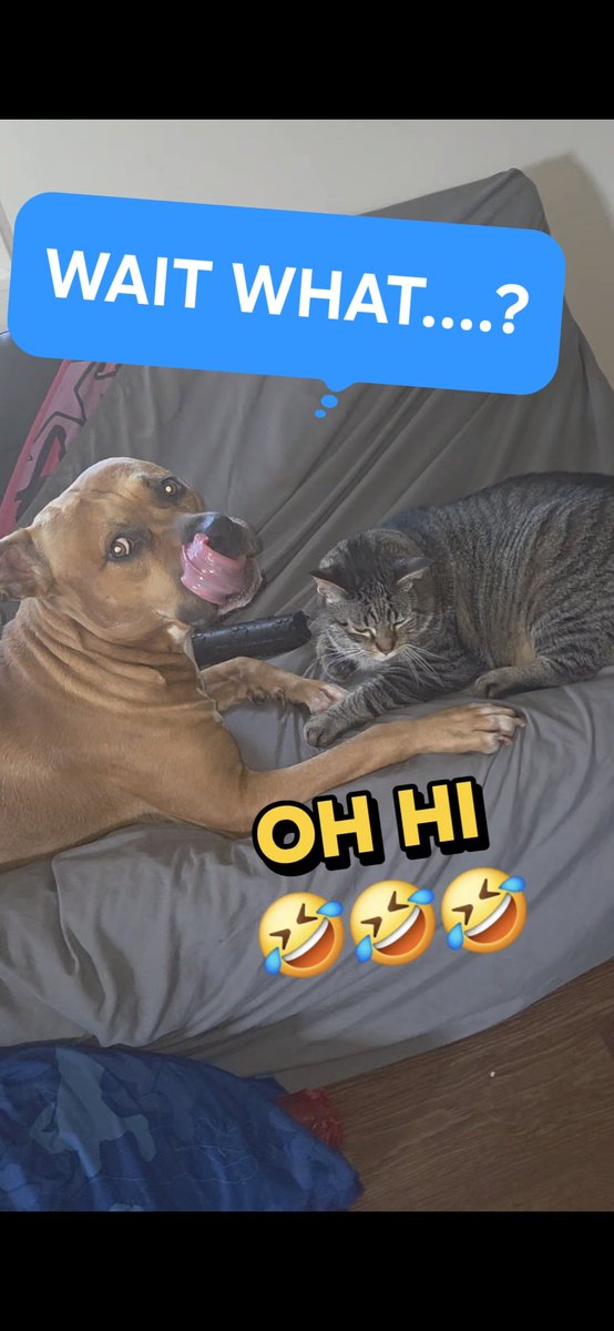 SkooterG262's tweet photo. Does anyone else's dog clean their cat #funny #love #pets #cat #dog #happy #fun #ytshorts #hybridoutdoorsman #facebook https://t.co/dhNkSsVzzP