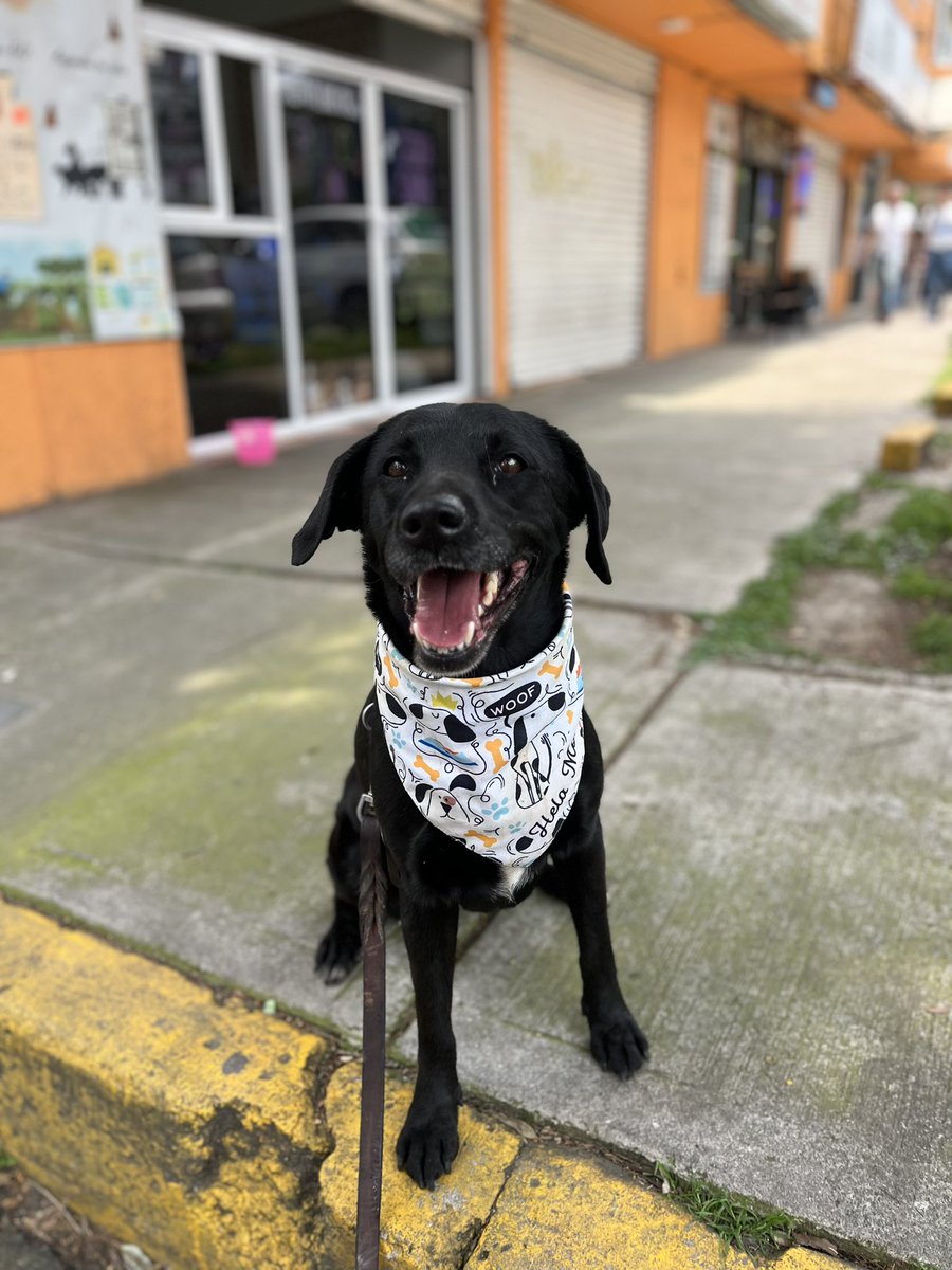 HELA_MORE's tweet photo. Soy Matilda,una perrita rescatada en busca de una familia amorosa y muy responsable.

🐶Me gusta mucho salir a pasear,jugar y recibir premios.

🐶Convivo súper bien con otros perritos y soy muy sociable con las personas.

🐶Tengo 3 años,talla grande,vacunada,esterilizada y desparasitada.

Estoy más que lista para poder ser adoptada.
Dame una oportunidad.
Estoy en CDMX.