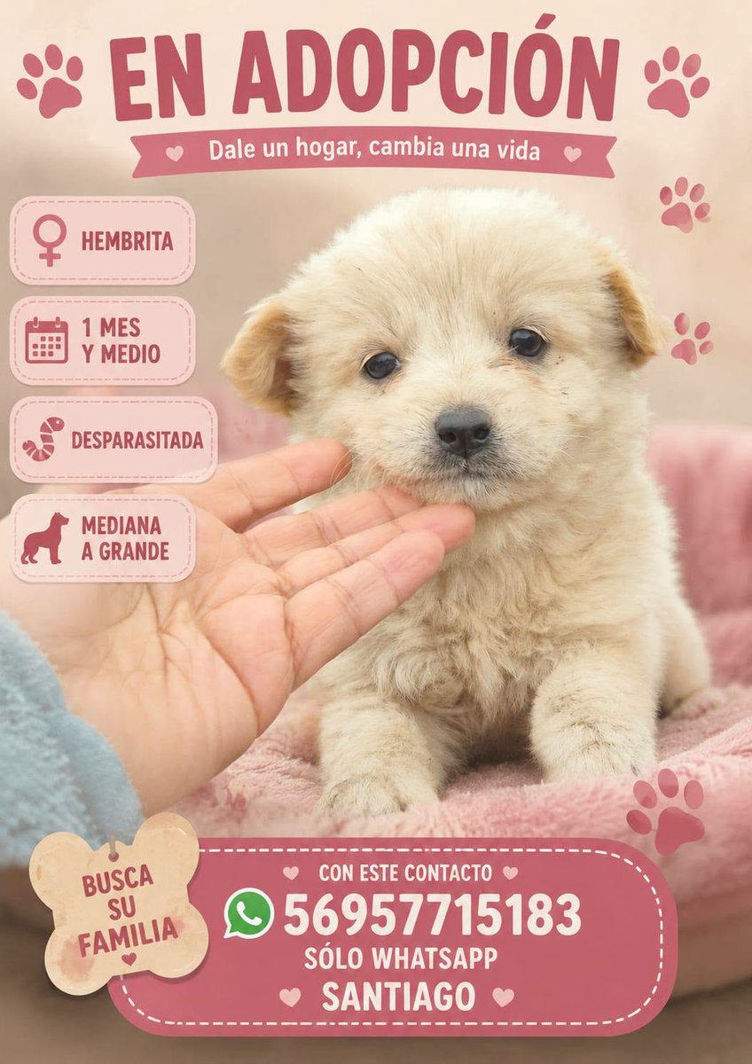 eltuitdemarsh's tweet photo. ¿Ayudamos difundiendo a esta pequeñita para que encuentre un hogar para siempre?
#Santiago https://t.co/94j1qKNs2t